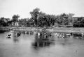 George Turner – Cattle grazing in the Rideau River at Hurdman's Bridge 1920s