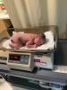 Sophia Elizabeth Patricia Cullen
